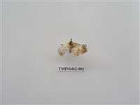 藏品(尺蠖蛾科)的圖片